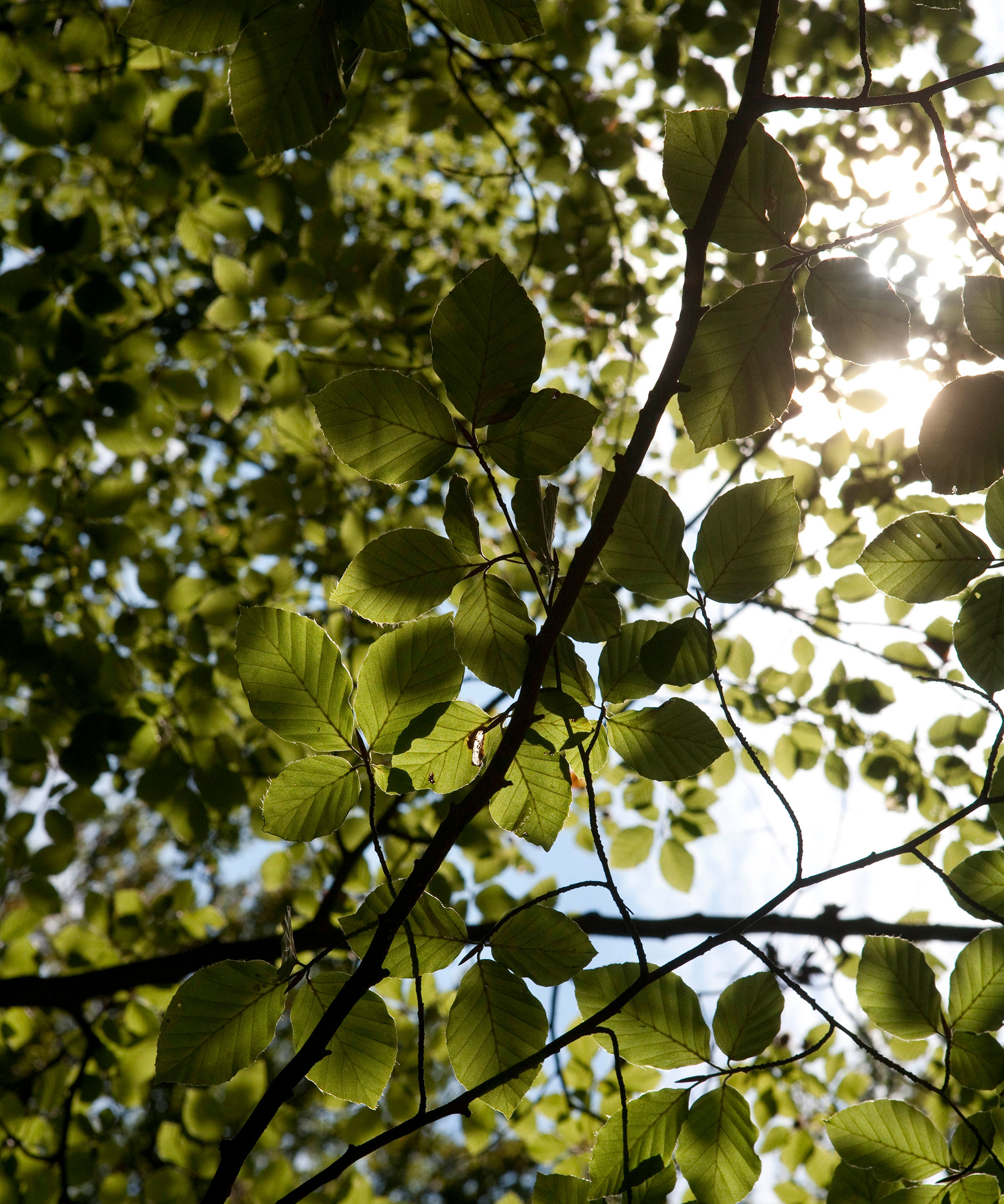 Identifying-british-trees-beech-tree-2-TI-media