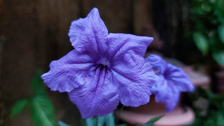 purple ruellia