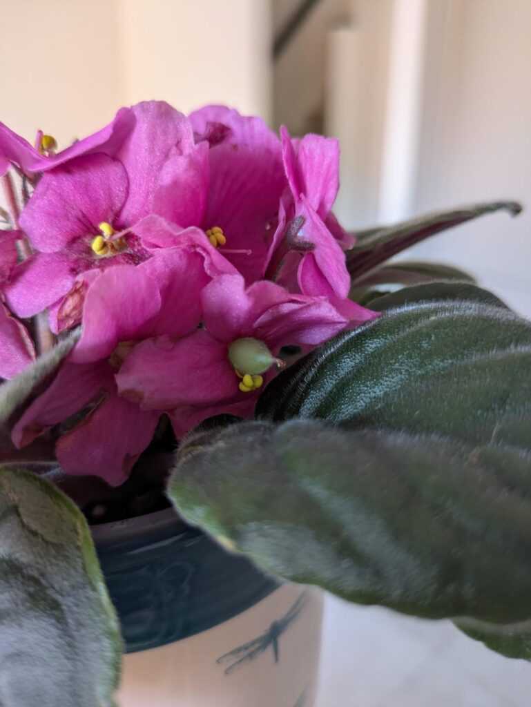 What is the green bit on my African Violet?