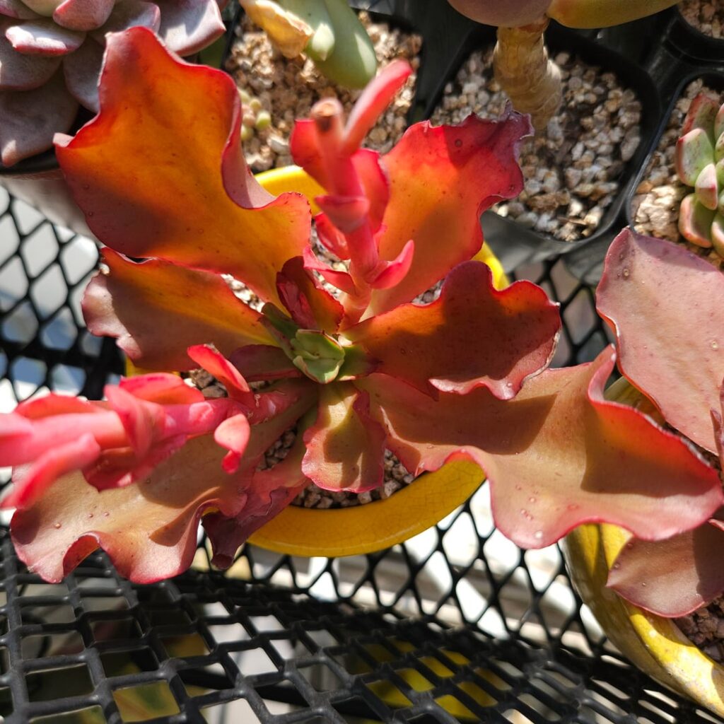 Echeveria triquiana [Echeveria triquiana Reyes & Brachet, 2015]