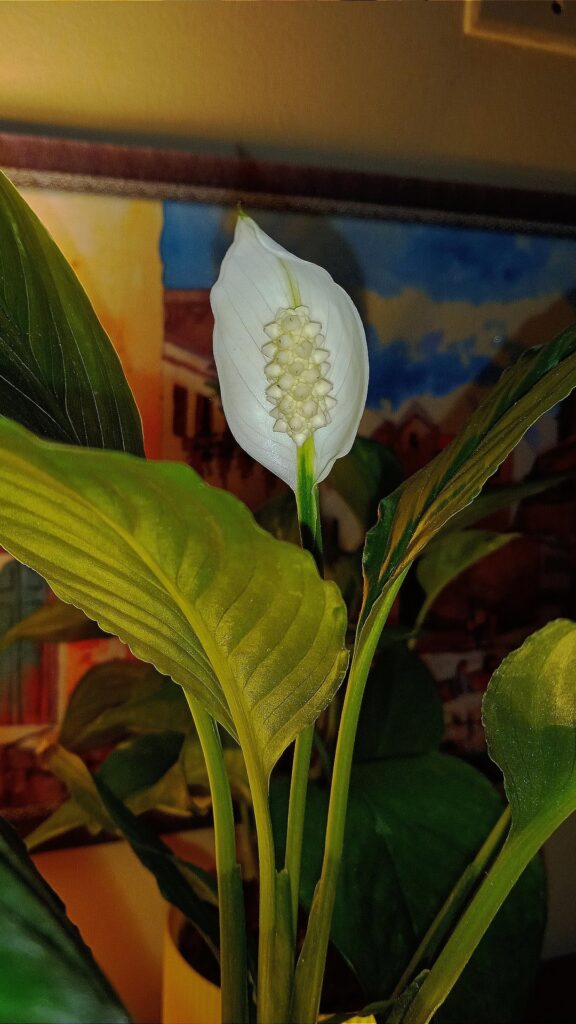 My peace lily's first bloom 🤍