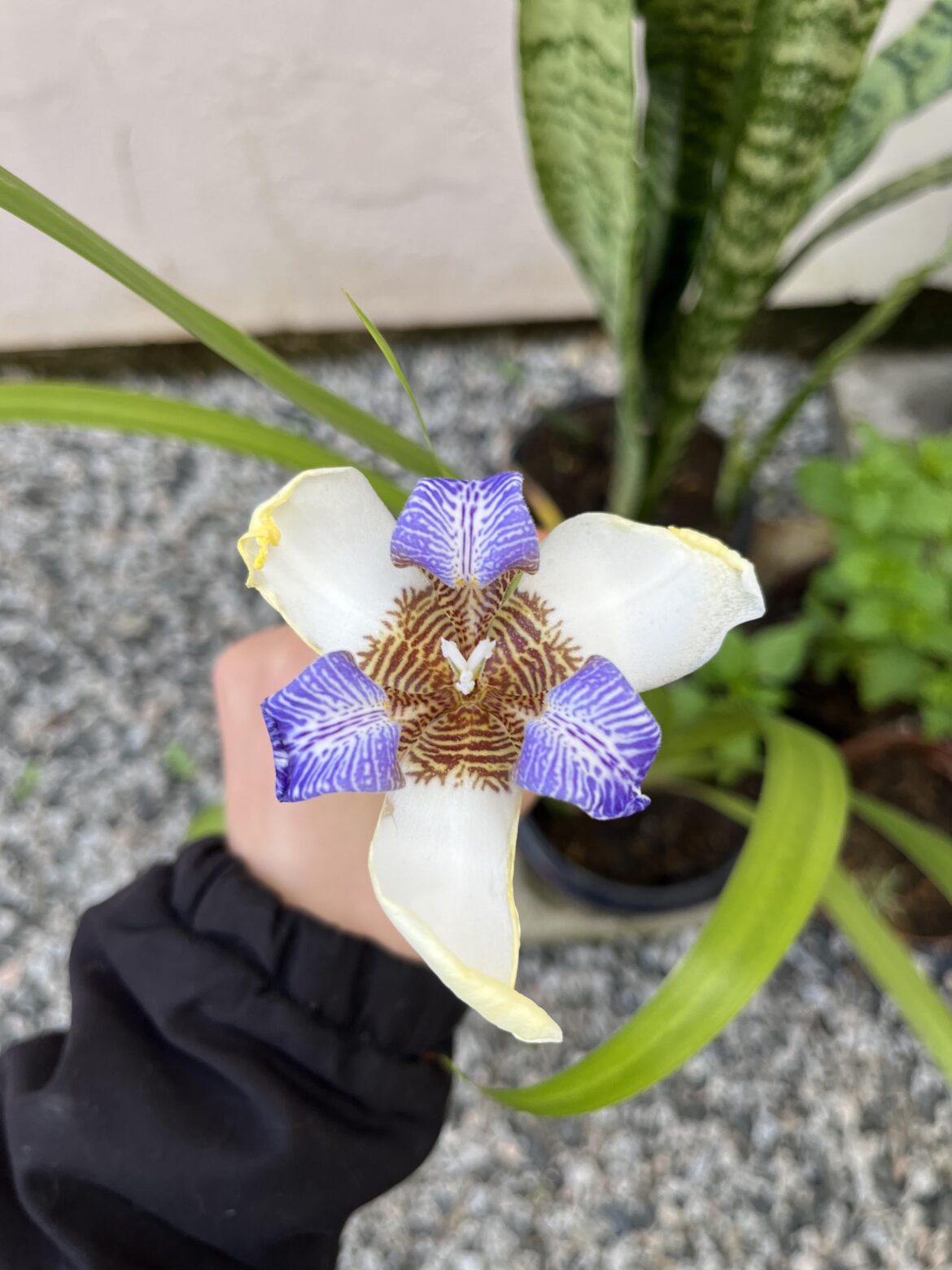 my baby's first flower! I welcome tips, I'm still a beginner.