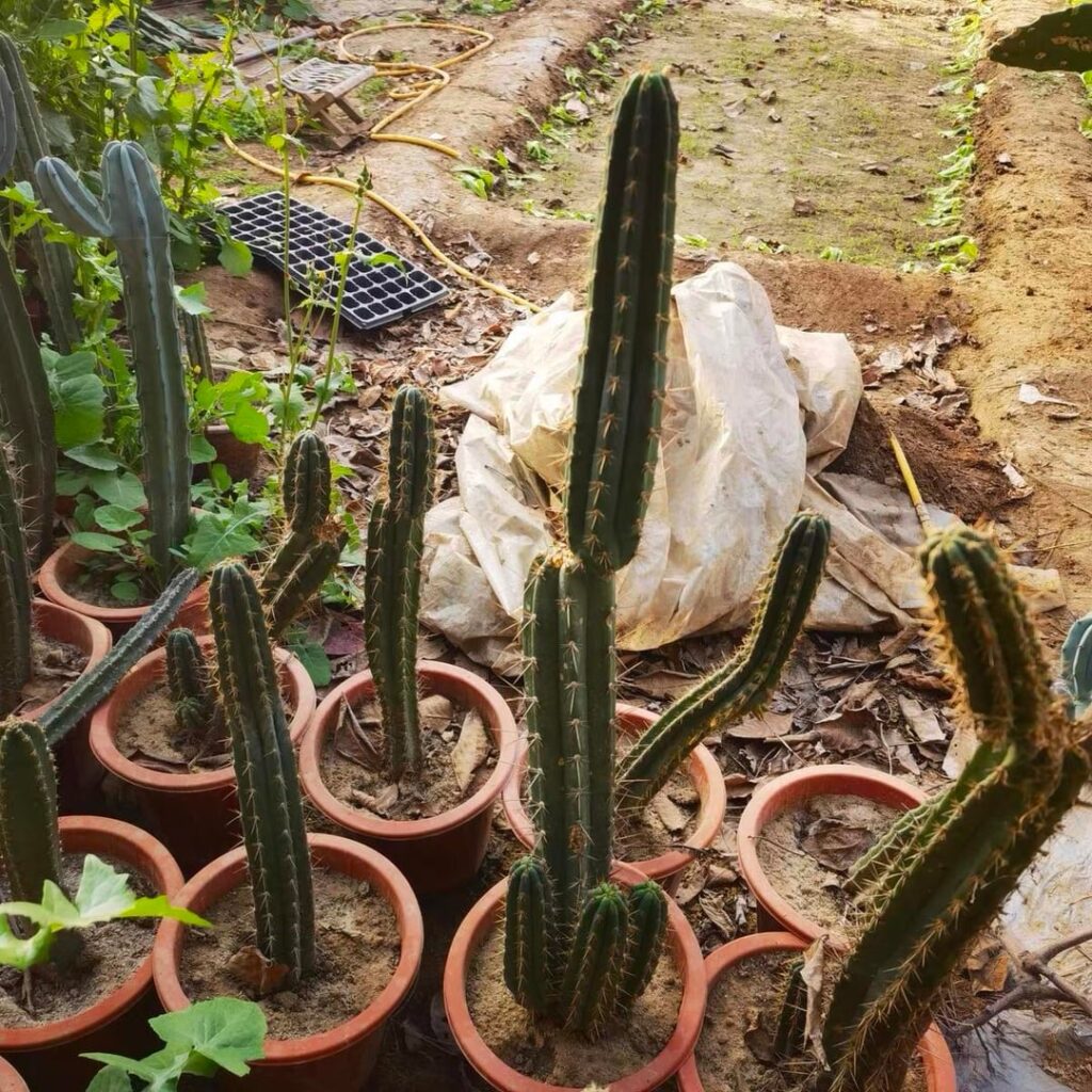 Is these Peru？or SP？