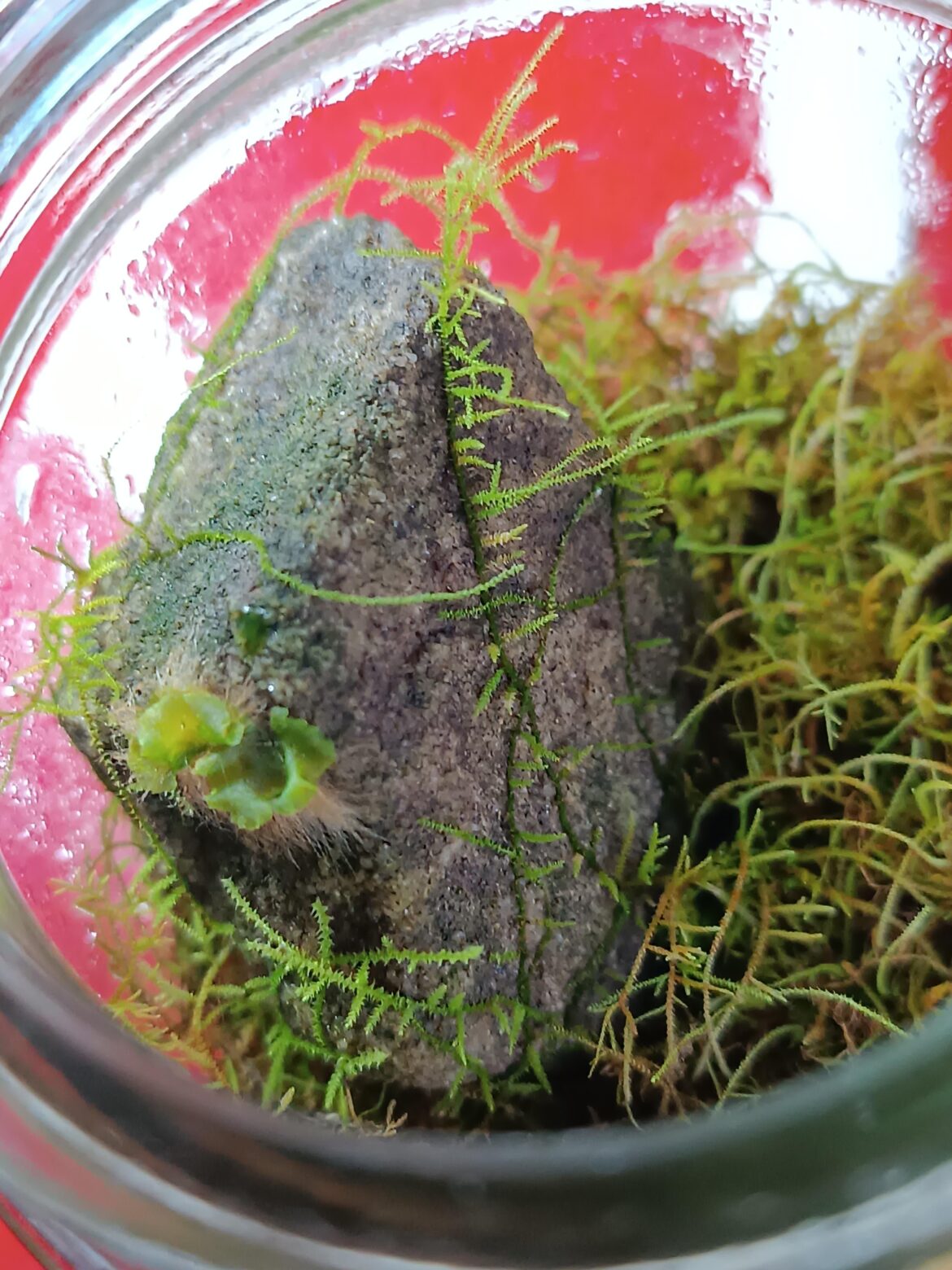 What's this plant?