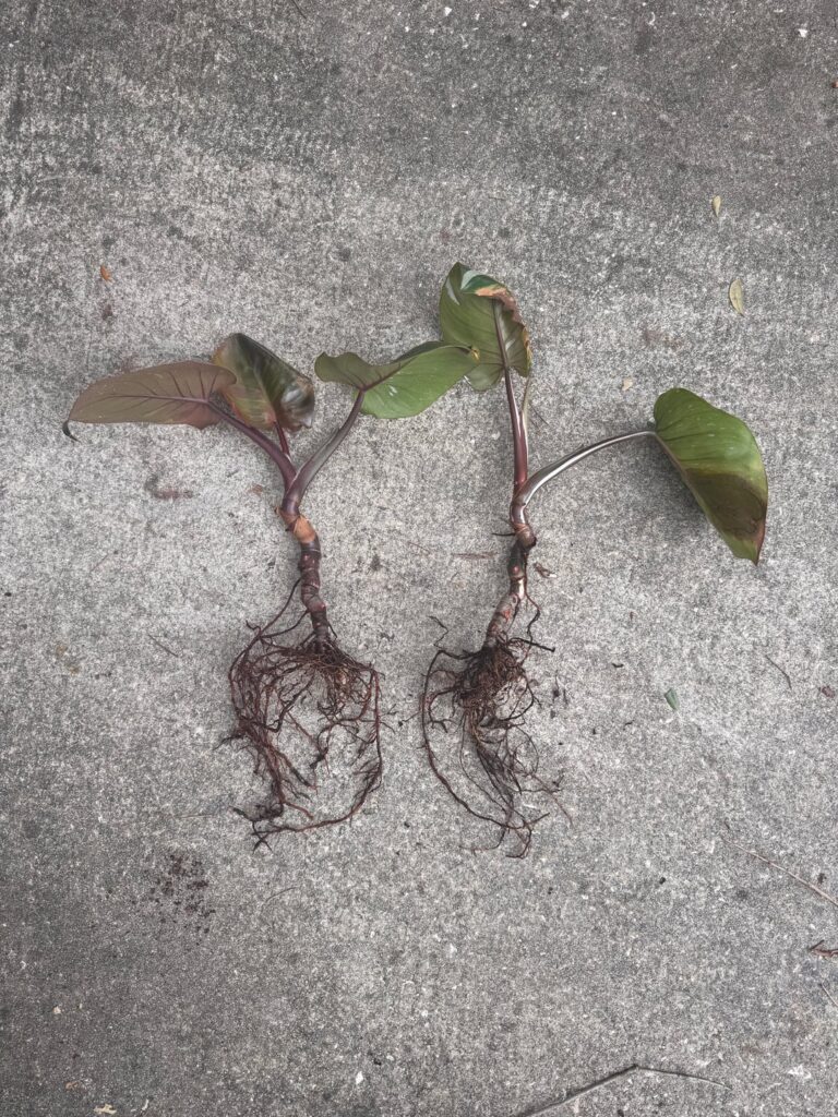 Philodendron White Knight is looking sickly Philodendron White Knight is looking sickly