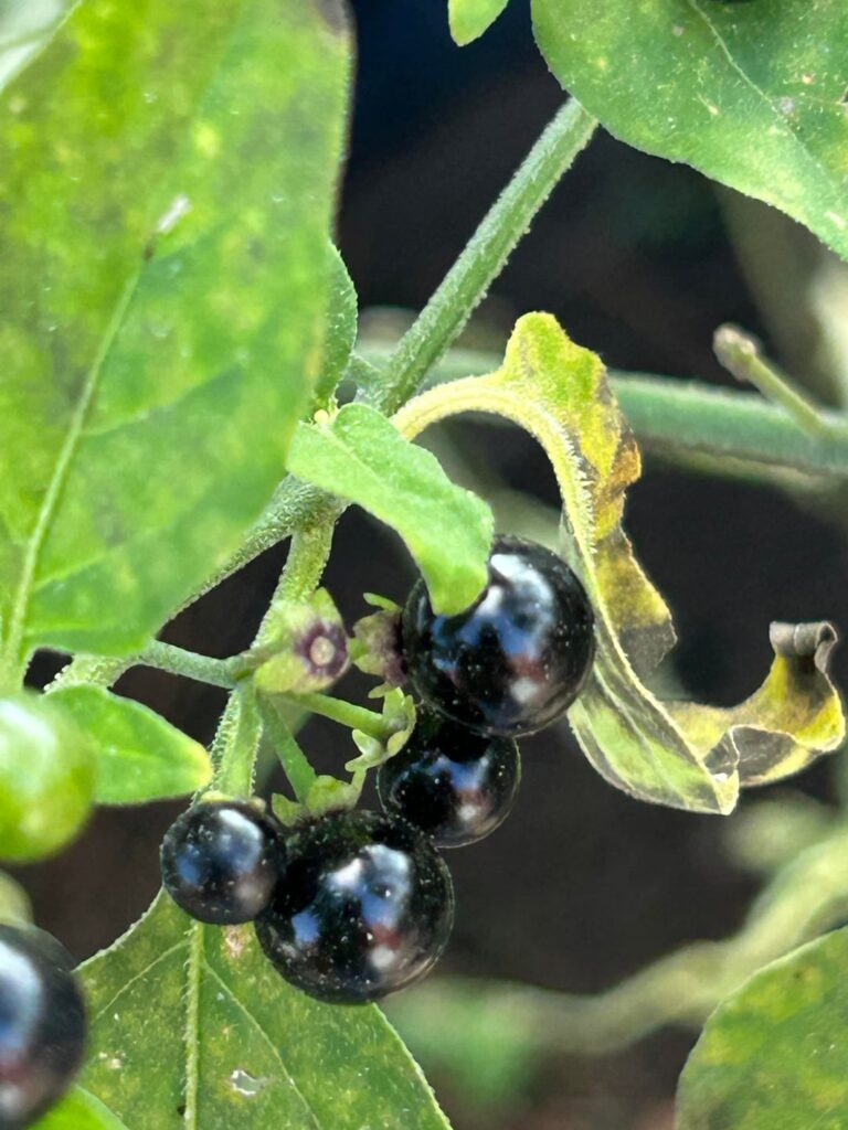 What “berry” is this?