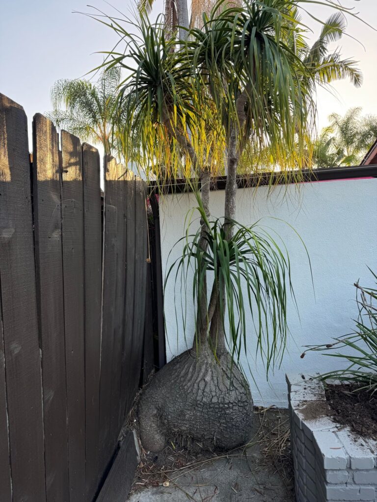 Any ideas? And how do I water this thing?