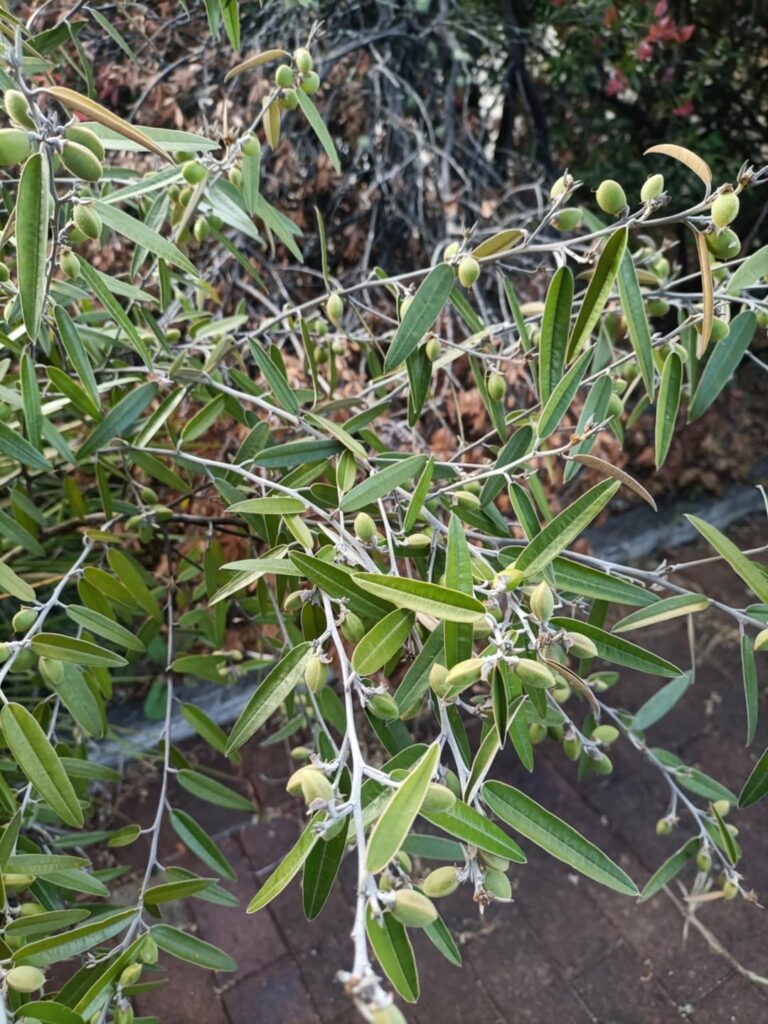 What’s this plant with the weird lil beans?