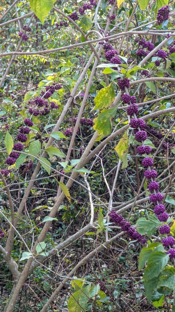 In the suburbs of Tampa, Florida. Is this edible?