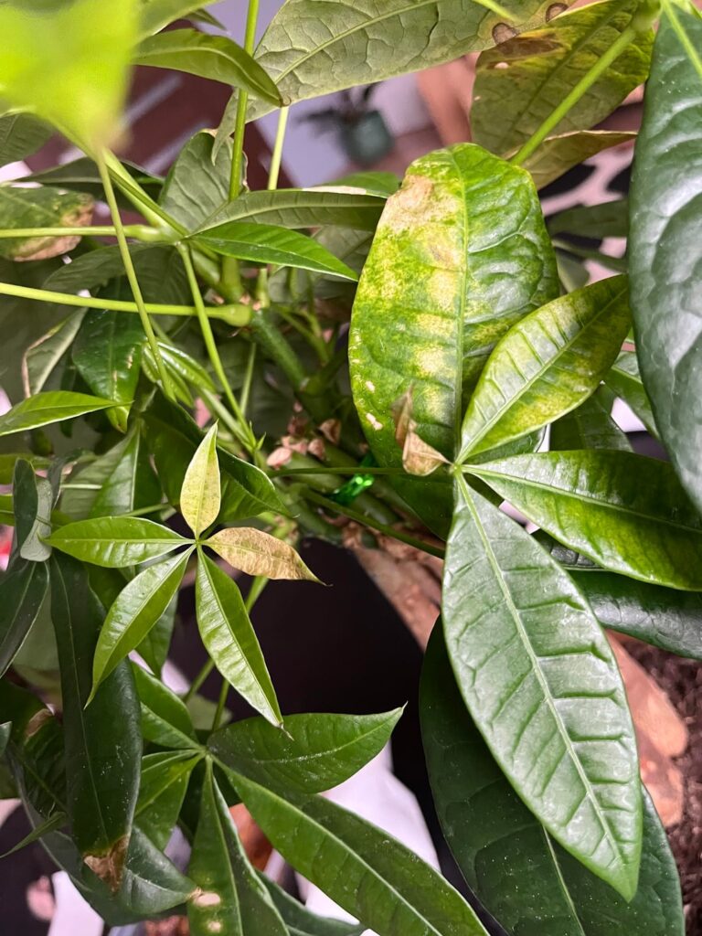 Why does my money tree do this help😠Why does my money tree do this helpðŸ˜