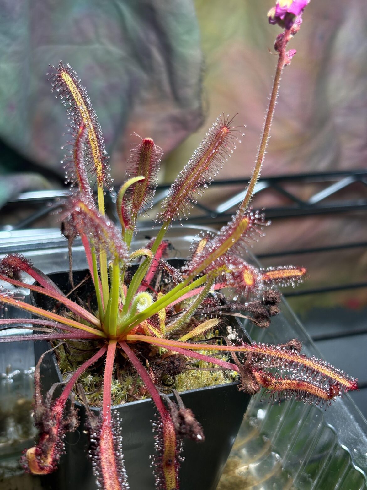 Does two flowers at the same time mean its happy?