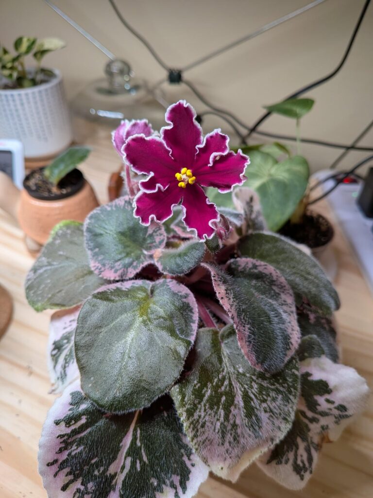 Losing my mind at how pretty these are!