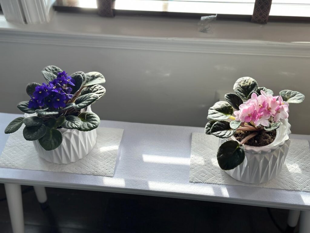First African Violet, first repotting