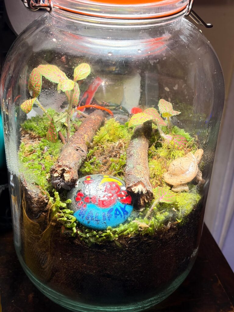 My first terrarium