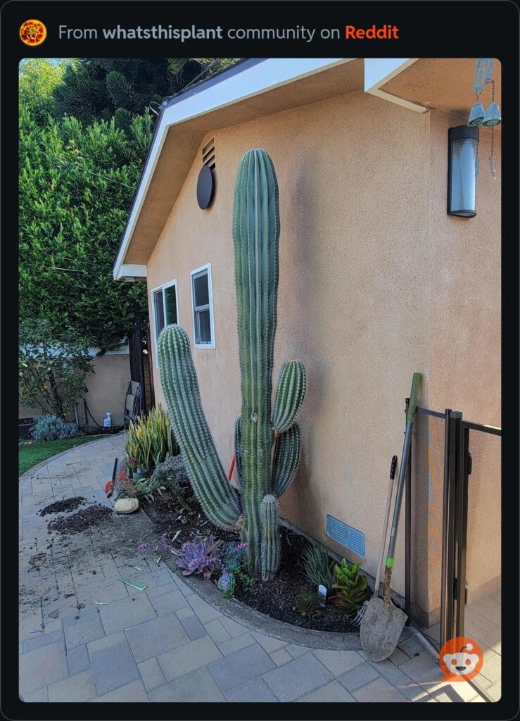 Backyard Cardon Backyard Cardon