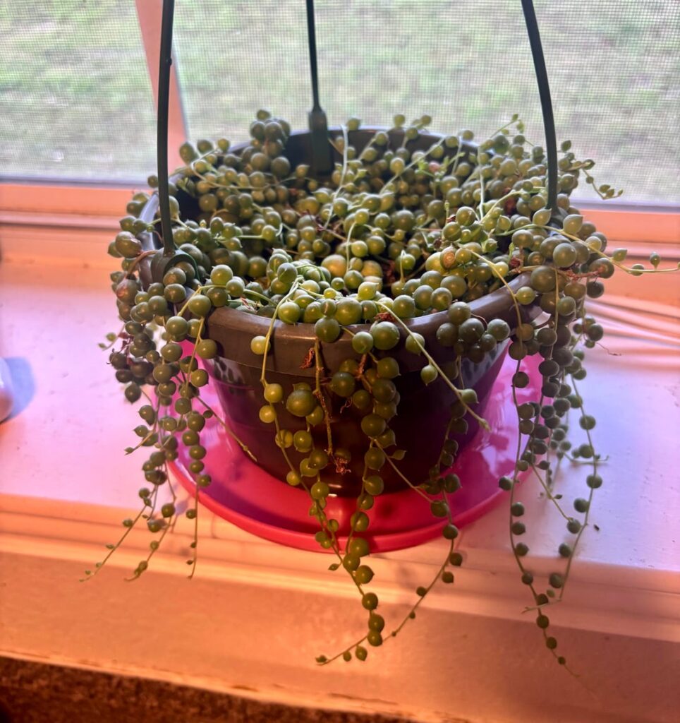 I saved this String of Pearls, but I don’t know what to do next… I saved this String of Pearls, but I don’t know what to do next…