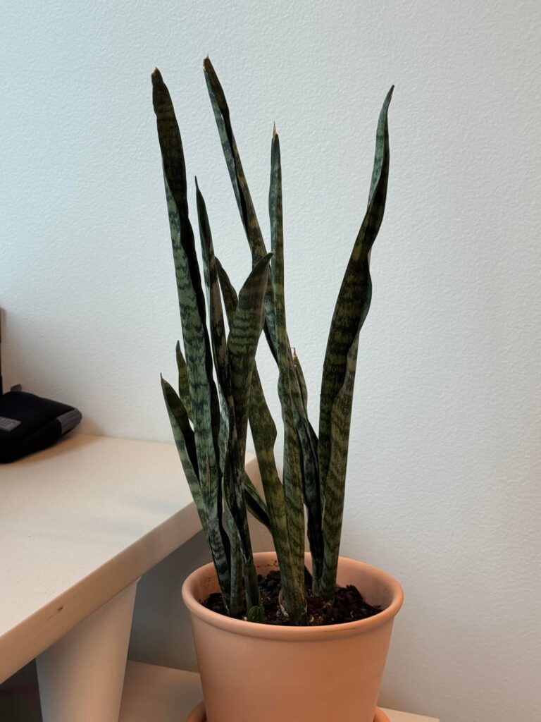 Snake Plant is Shriveled Up