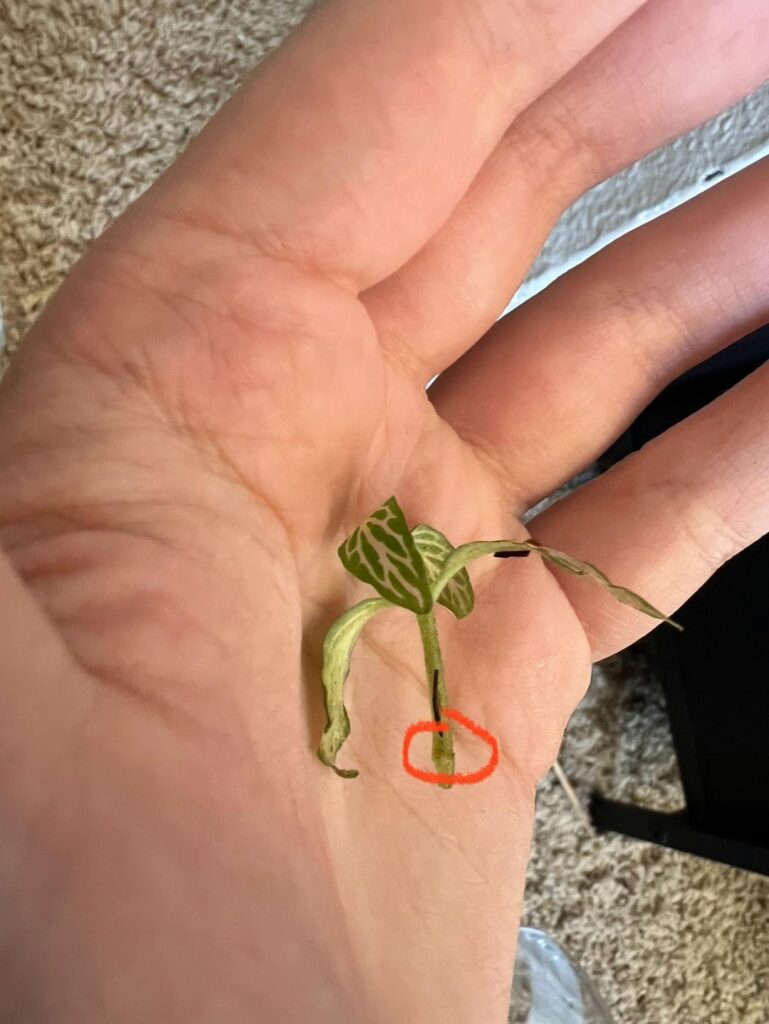 Can I propagate this small piece of fittonia?