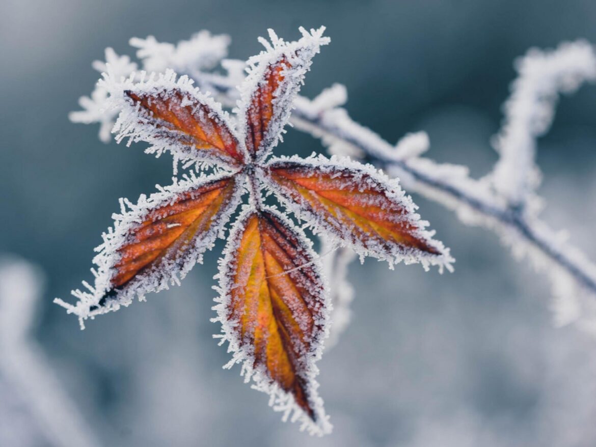 What does everyone use to get notified about frost.
