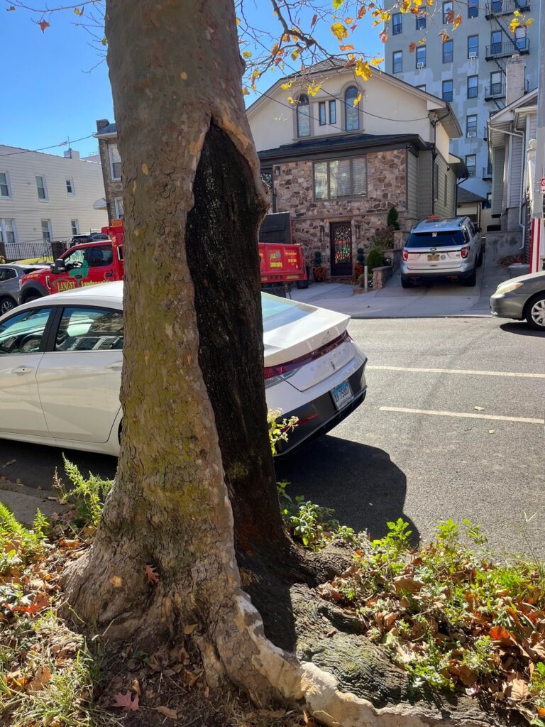 Open question to municipal tree care workers