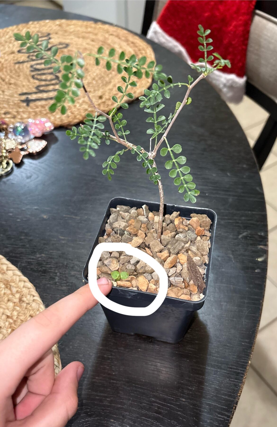 I just received this operculacaria pachypus and it had a little baby and was wondering how to take care of the baby plant