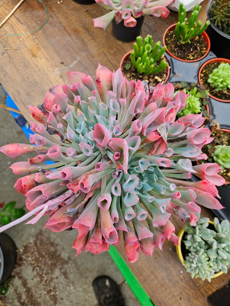 Echeveira Trumpet Pinky