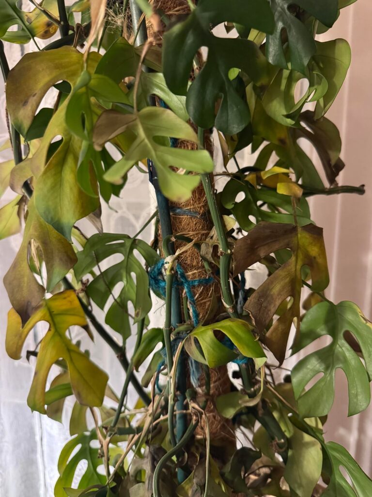 R. Tetrasperma help! R. Tetrasperma help!