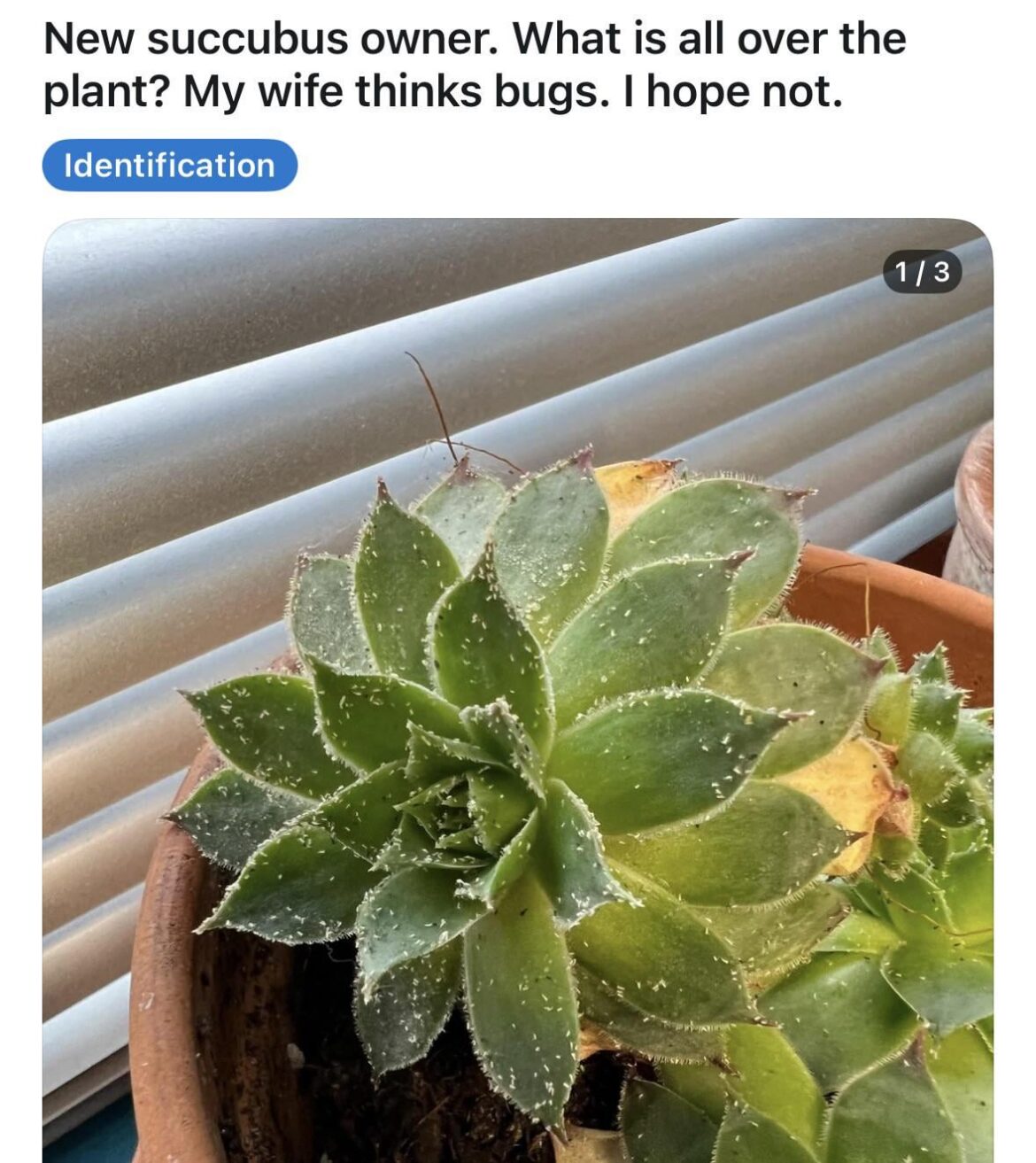 I think my sex demon has fleas :(