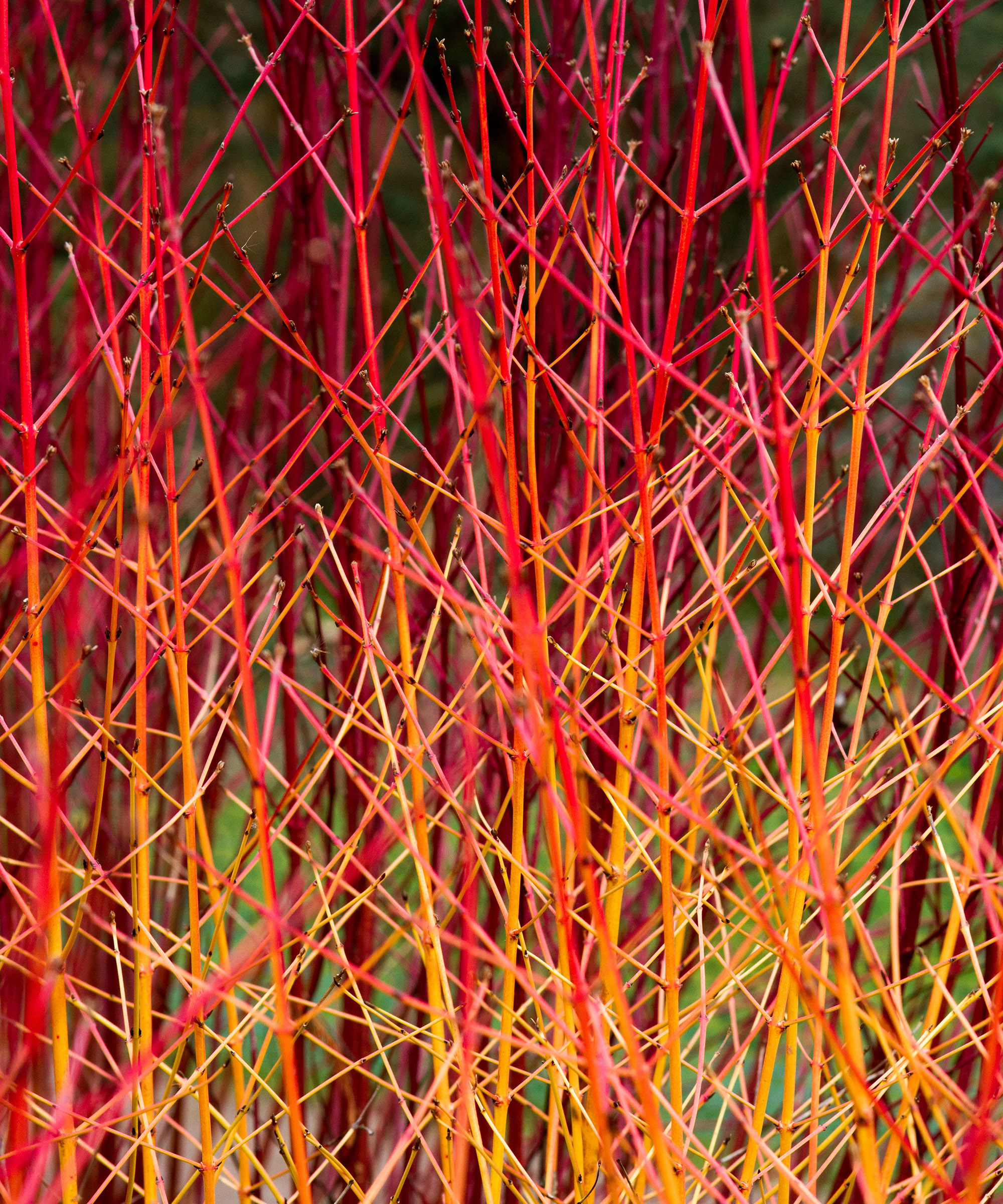 Cornus sanguinea &lsquo;Midwinter Fire&rsquo;