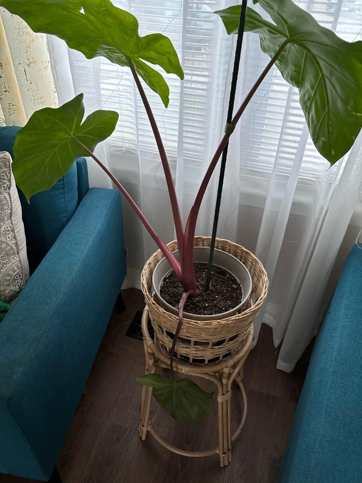 what do i do with this bottom leaf? it drooped and is turning yellow by itself