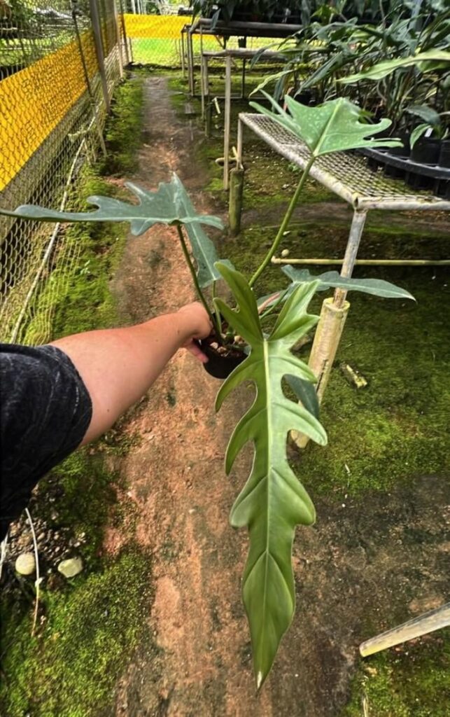 Tortum x Spiritus Sanctii, saw this in FB marketplace but was already sold