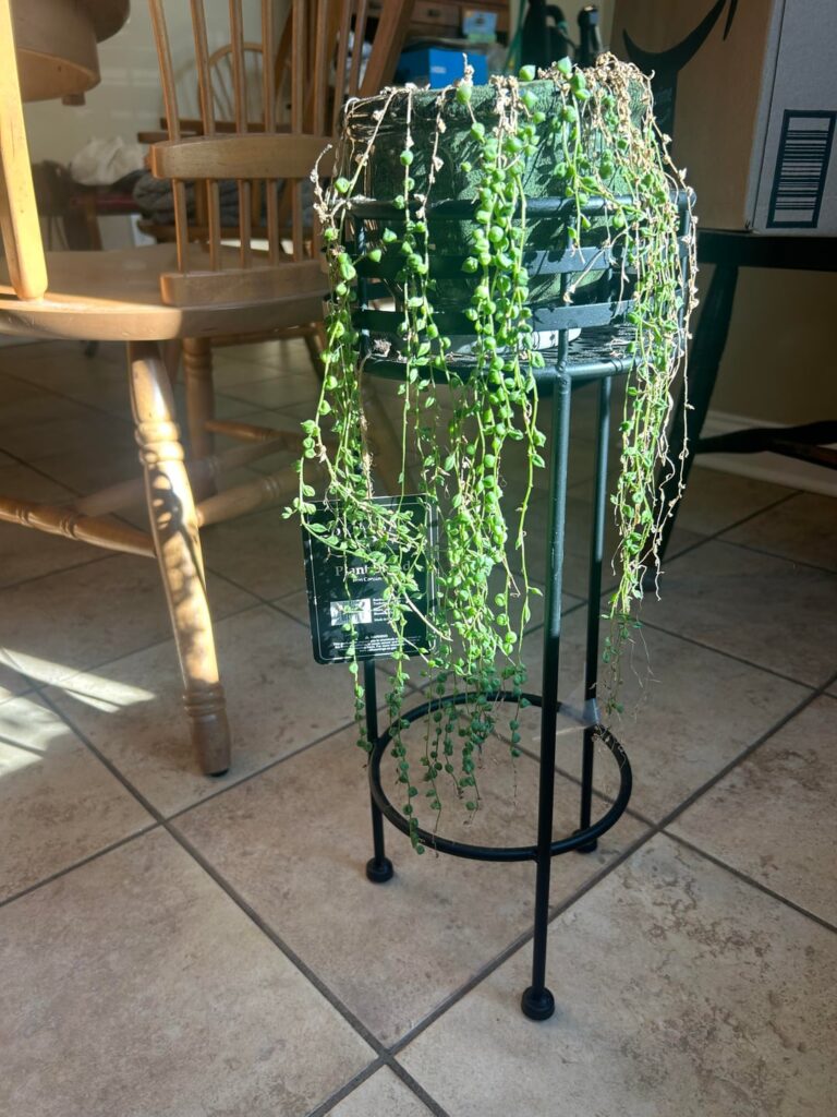 Can this String of Pearls be saved?!
