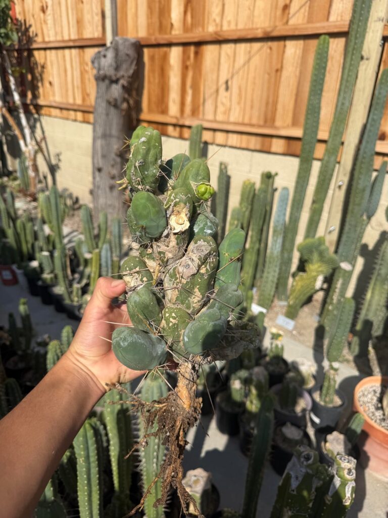 absolute huge rooted cluster chopped from the mother stand 💚
