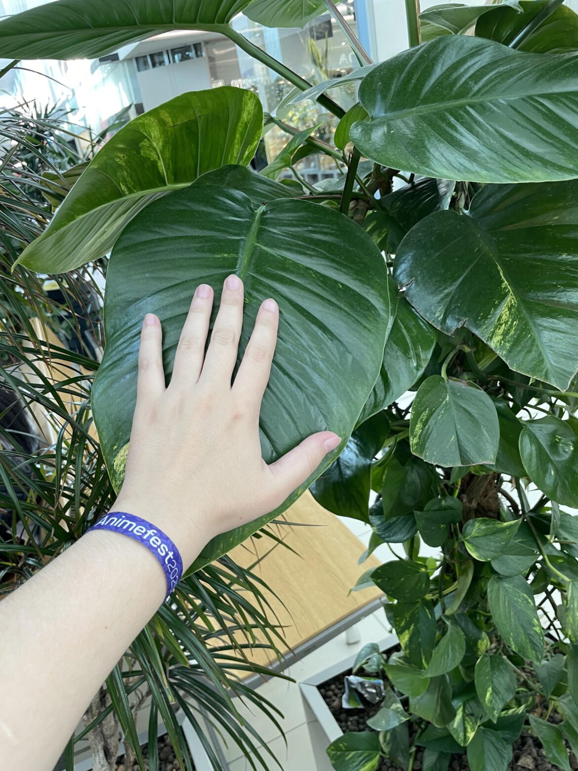 “Wild” pothos spotted in local mall