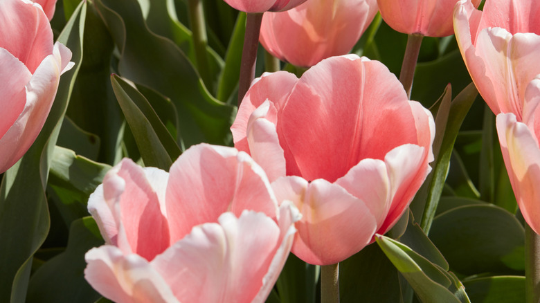 Pale pink tulips in bloom