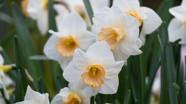 'Salome' daffodils blooming in spring