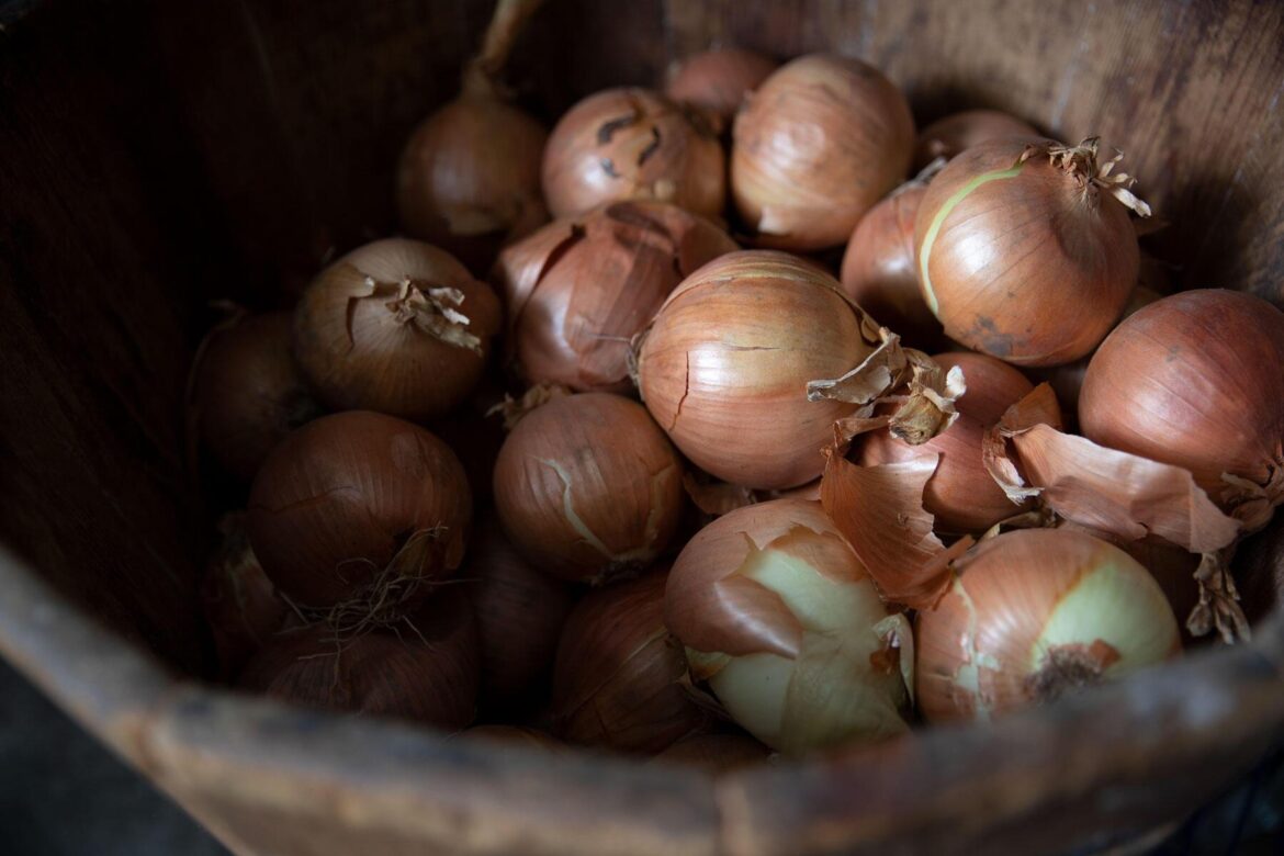Plant onions early for bigger summer bulbs A wooden bin is filled with brown onions, some with papery skins peeling away.