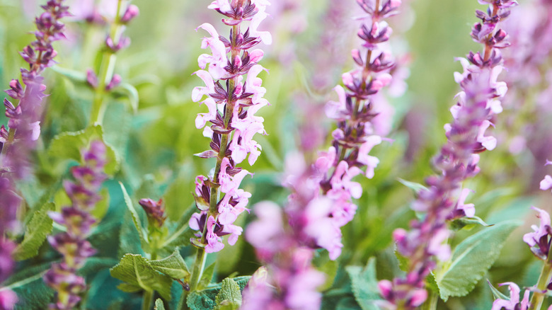 Pink salvia blooms in the sun