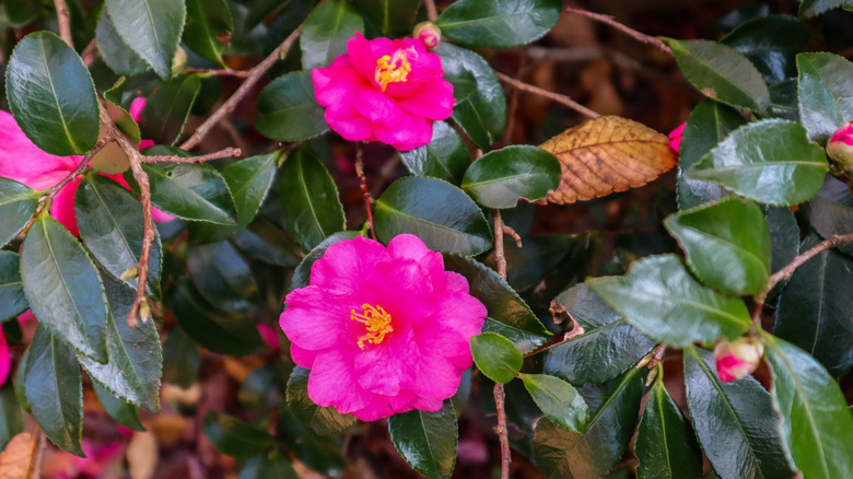 Gorgeous pink flowers of sasanqua camellias