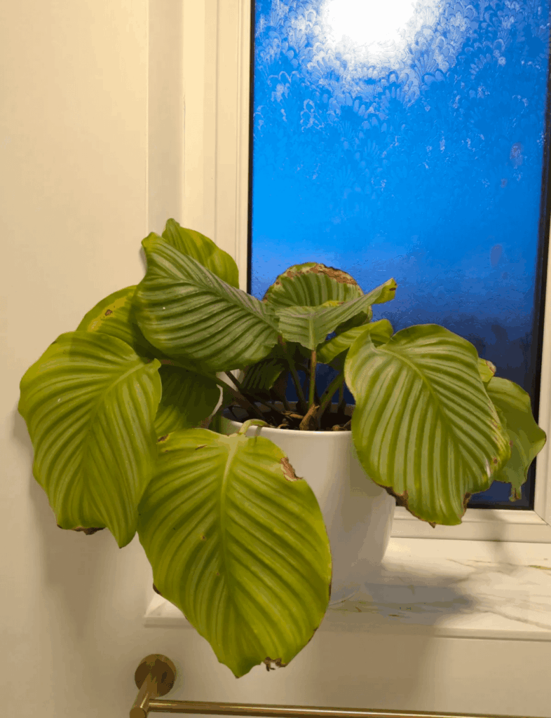 Finally found it’s forever home Finally found it's forever home