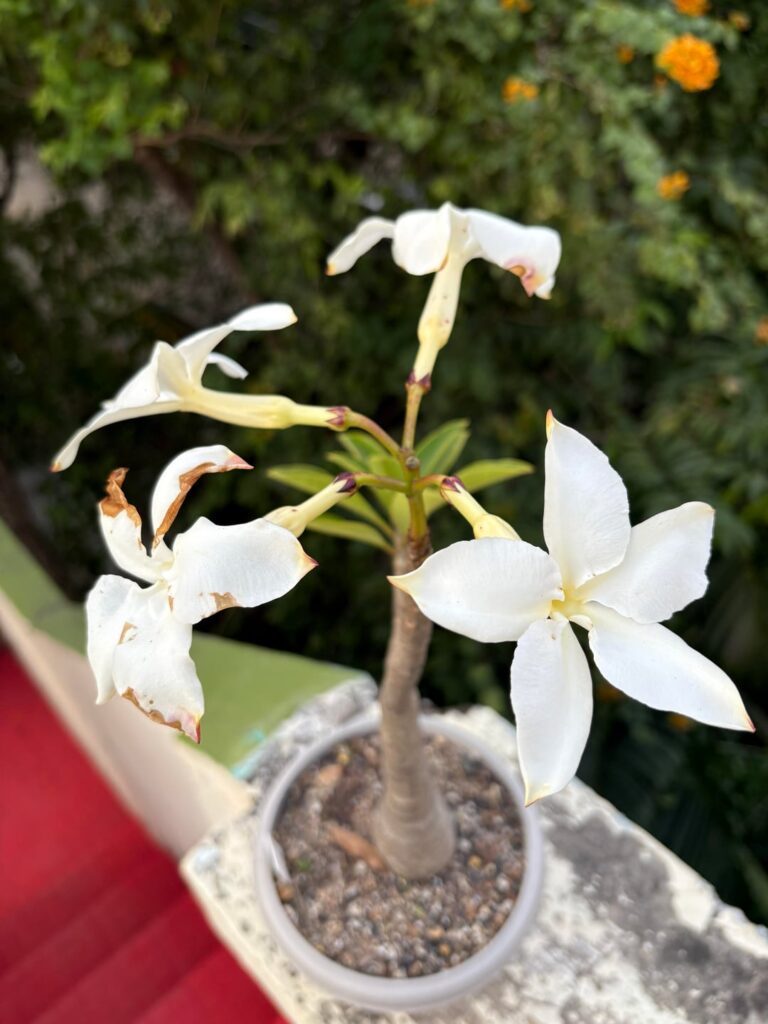 Pachypodium decaryi putting on a show!!!!!!