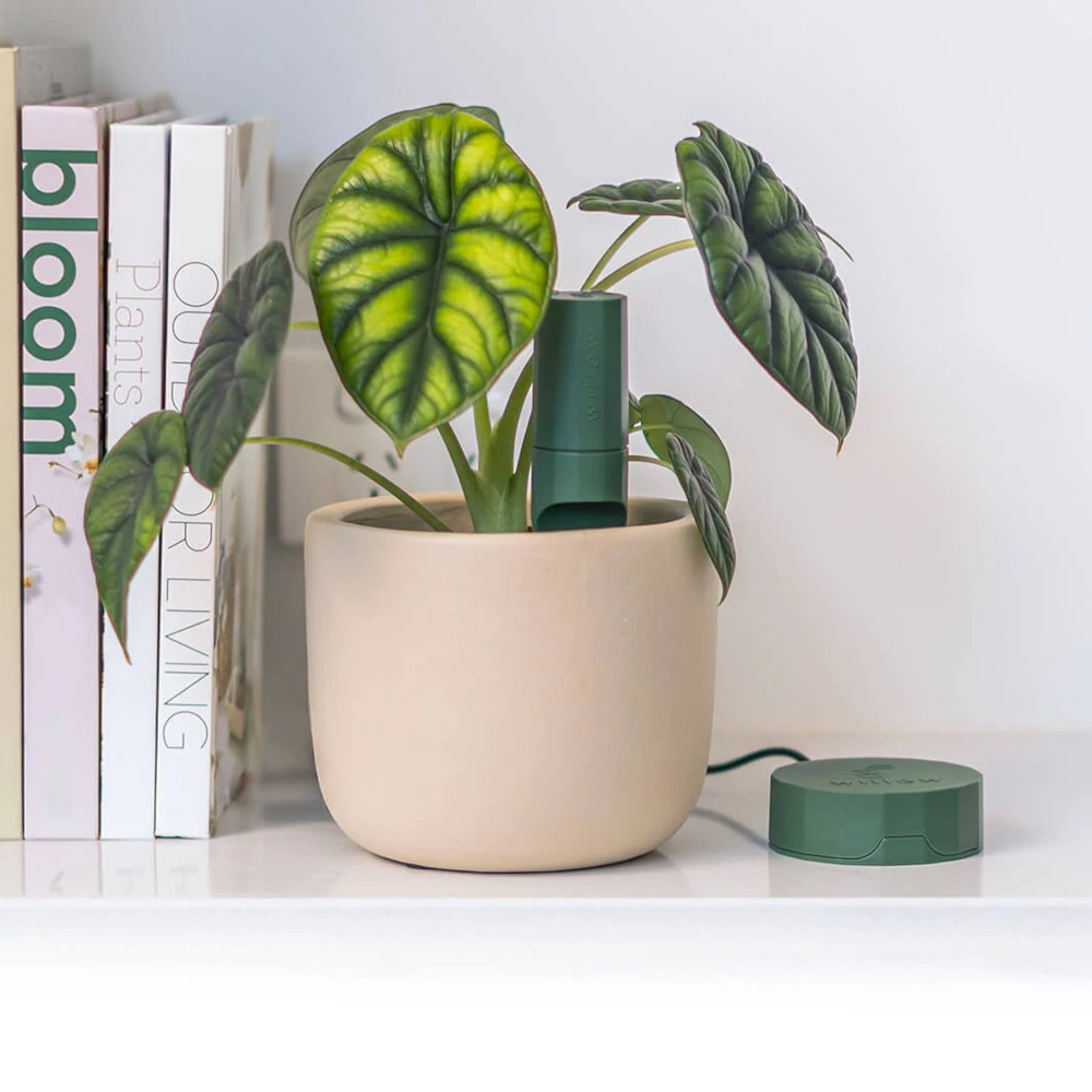 willow starter pack in a plant on a shelf with books