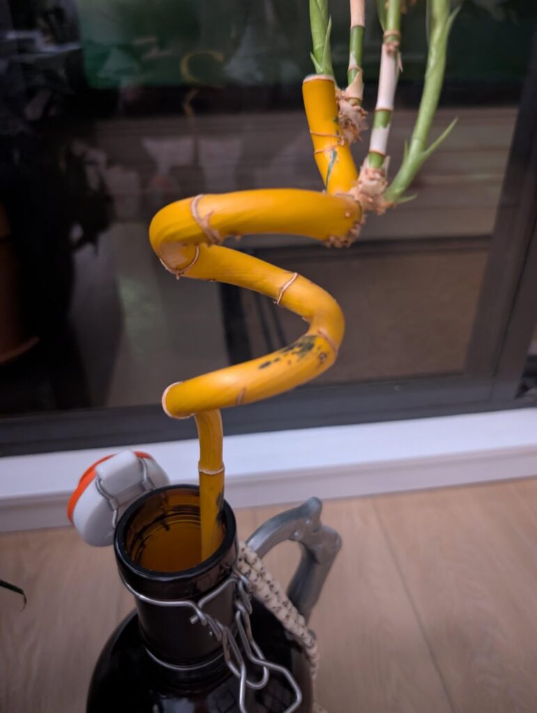 What's happening with my lucky bamboo?