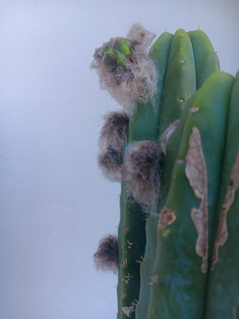 First flower after 10years of growing