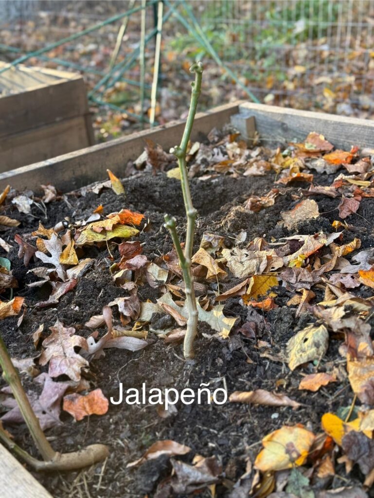Overwintering Advice for Peppers (Jalapeño and Thai Chili) Overwintering Advice for Peppers (Jalapeño and Thai Chili)