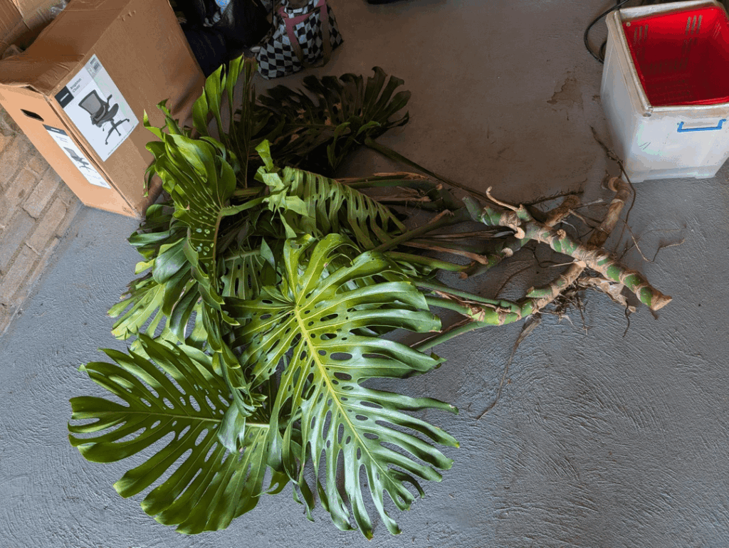 Giant monstera cuttings Giant monstera cuttings