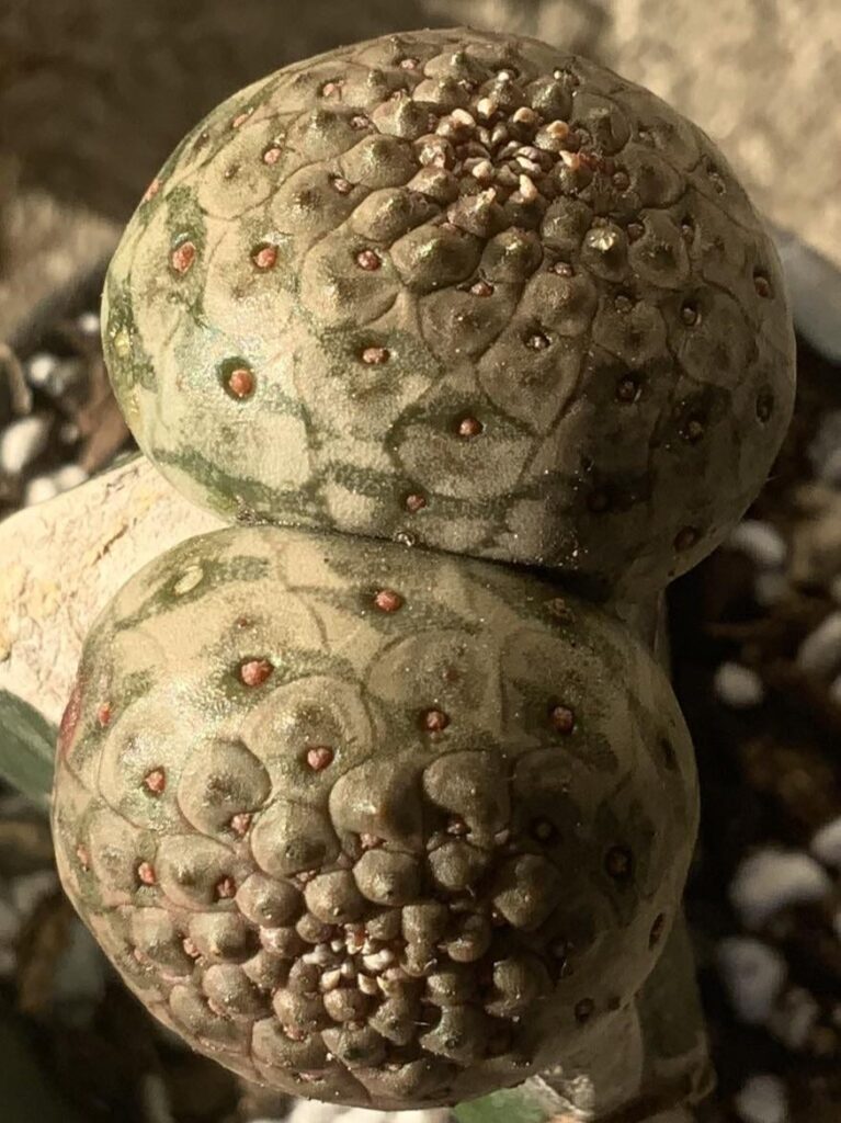 My favorite Euphorbia