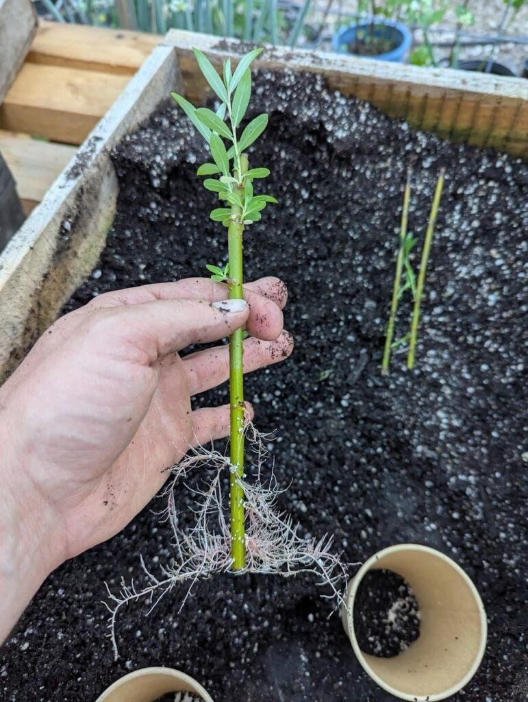 Why Comfrey Fertilizer is a Superfood for Soil