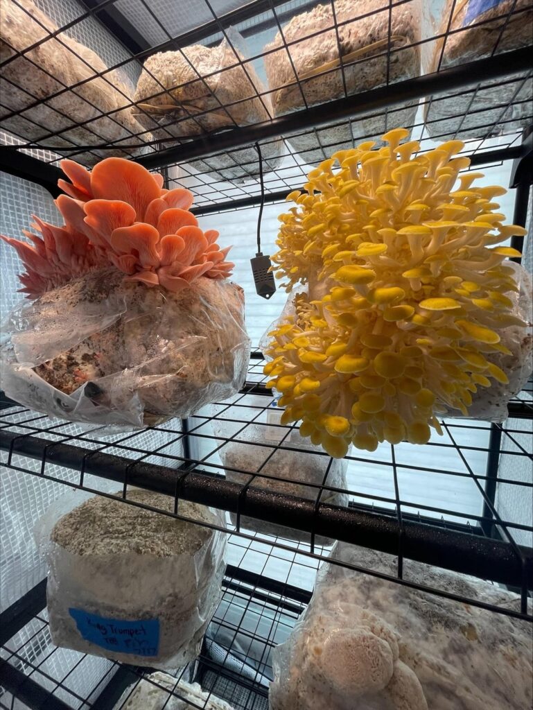 Thoughts on mushroom grow tents? Thoughts on mushroom grow tents?