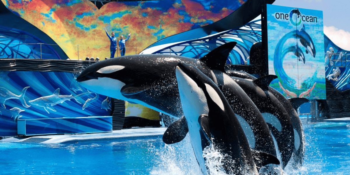 Killer whales jumping out of the water at SeaWorld Orlando, SeaWorld San Antonio.
